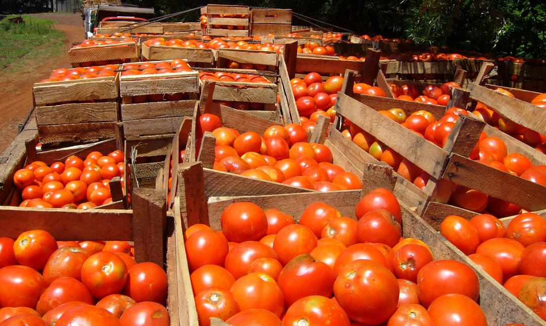 Después de 70 años, Paraguay exportará tomates a la Argentina - Unicanal