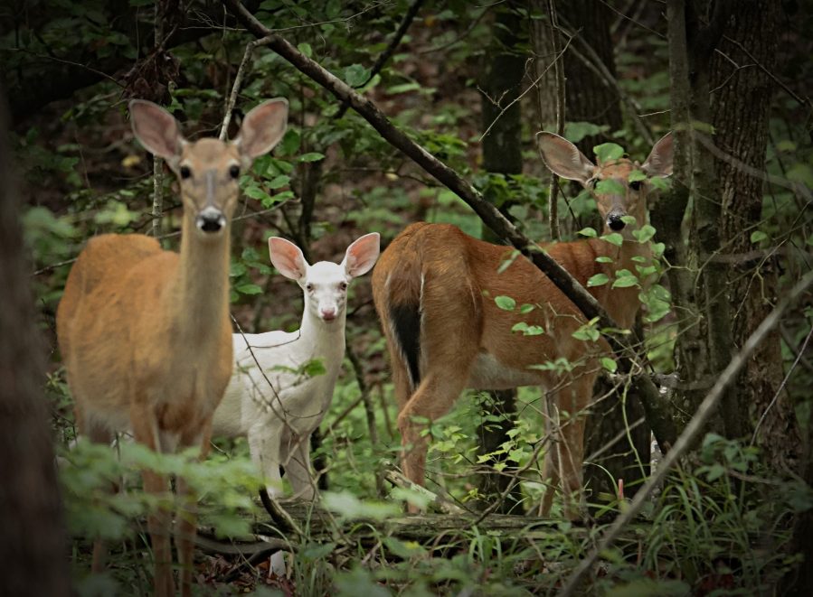 Rare white deer spotted at North Carolina Zoo | FOX8 WGHP