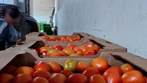 De Paraguay para el mundo: Agricultores concretan primera exportación de  tomates