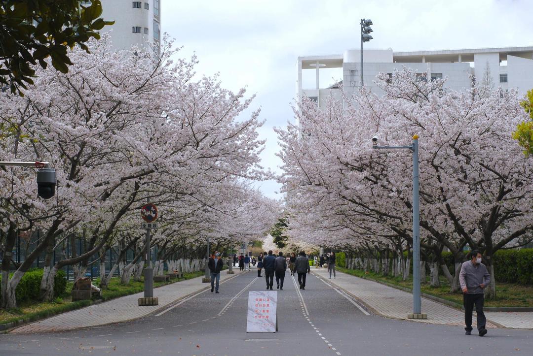 同济大学的樱花又开了，今年的赏花新事，你要听听吗？_澎湃号·湃客_澎湃新闻-The Paper