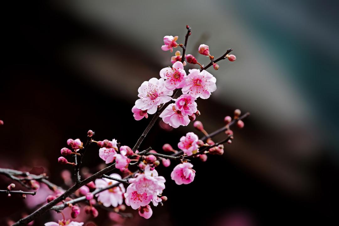 粉色梅花枝梢美景，4K高清壁纸，细腻画质，3760x2507大图下载 - 墨鱼部落格