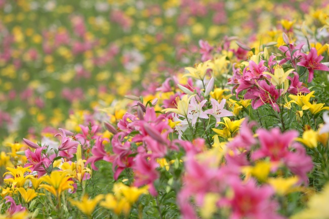 野百合花图片下载