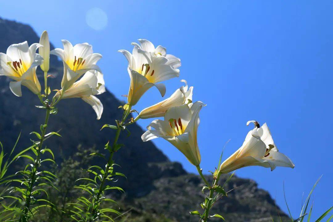 岷江百合 | 花开遍山野，终不负期待！_汶川