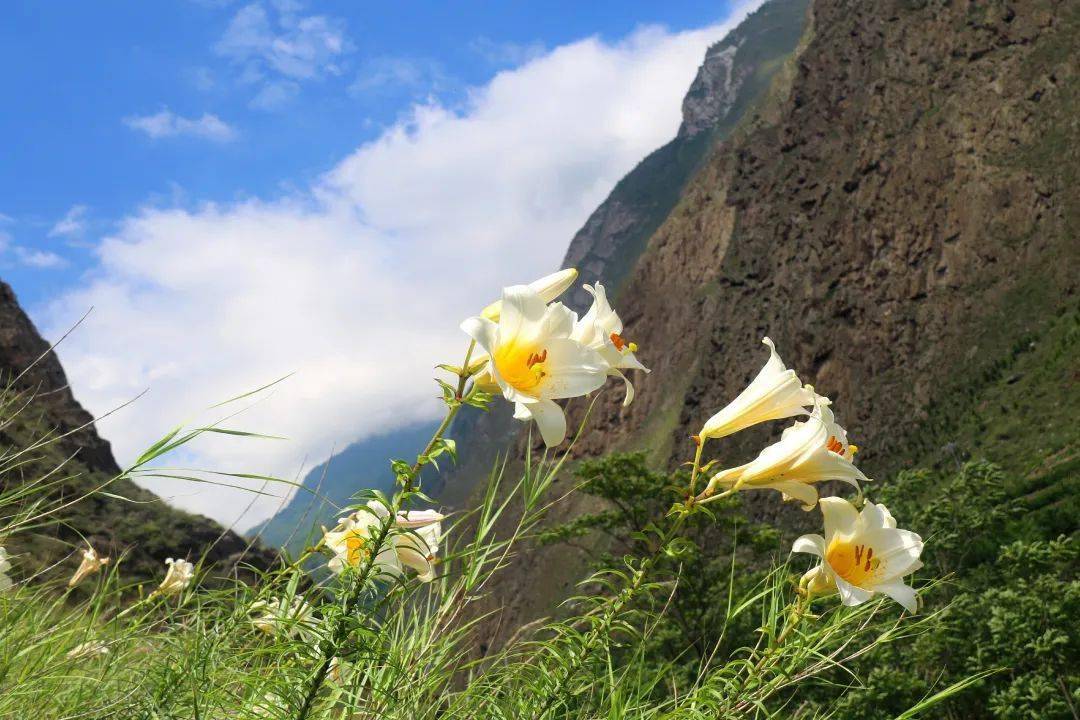 岷江百合 | 花开遍山野，终不负期待！_汶川