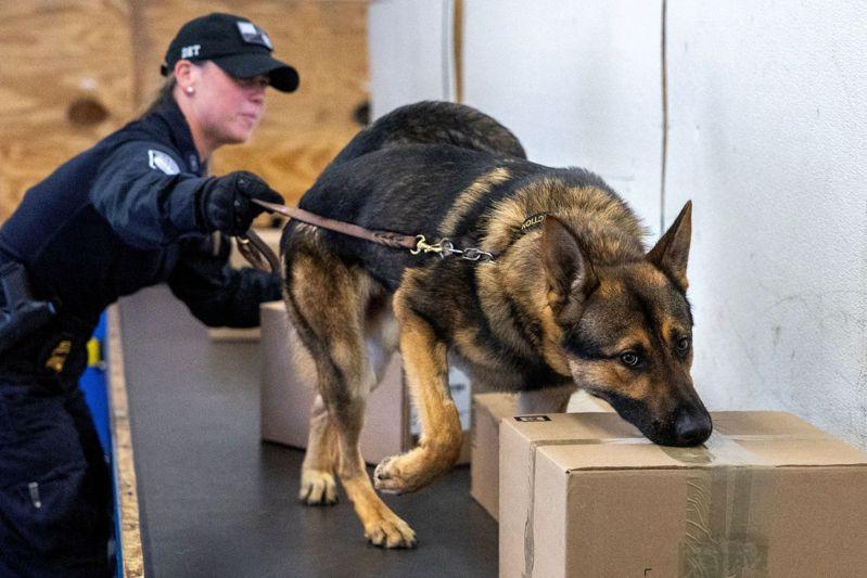 加拿大正研拟一套对策，包括出动缉毒犬侦测芬太尼，以回应美国总统当选人川普对美加边境安全的顾虑。（路透）