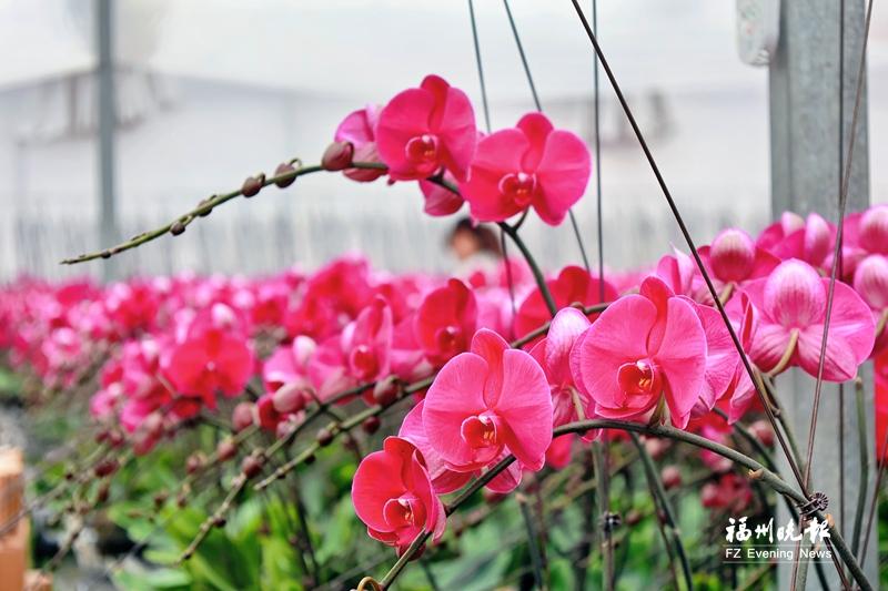 兰花陆续上市 丰富年宵花“花篮子”