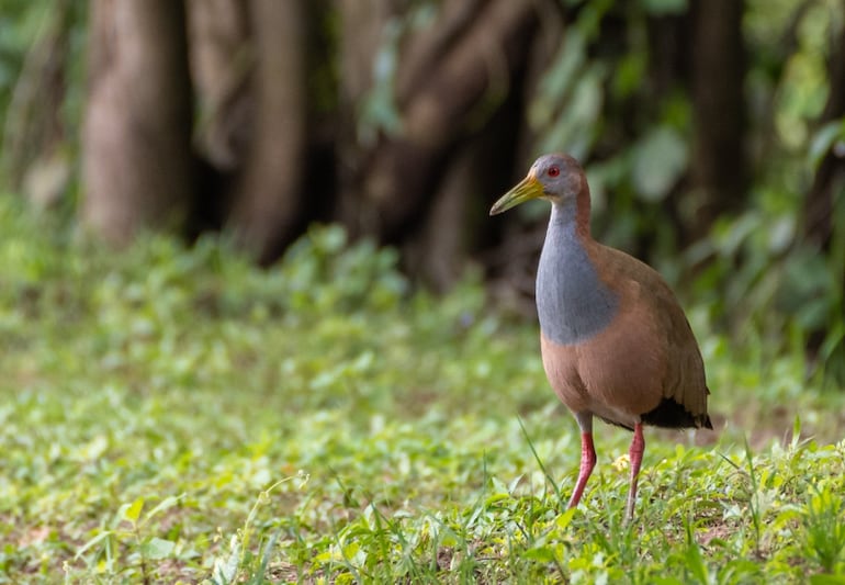 Caza deportiva habilitada: Mades autoriza caza de especies de aves nativas  y genera polémica - Nacionales - ABC Color