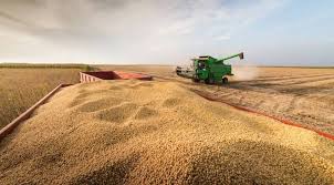 Campo Agropecuario - La soja es el principal cultivo de renta de los  agricultores de San Pedro.