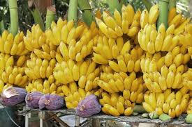 Quieren introducir variedades de bananos para mejorar productividad y  exportación - .::Agencia IP::.