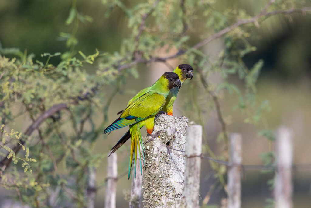 5 lugares ideales para realizar observación de aves en Paraguay | El Blog de  Personal