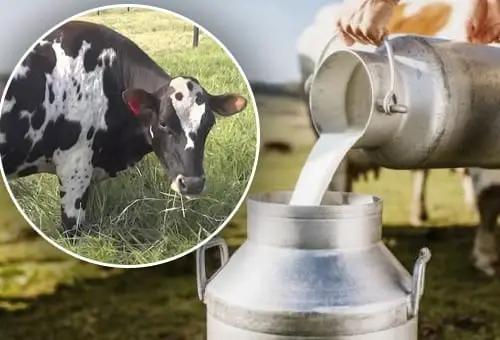 Por qué producimos menos leche? ¿Qué pasará en 2024 con los precios al  productor? | CONtexto Ganadero