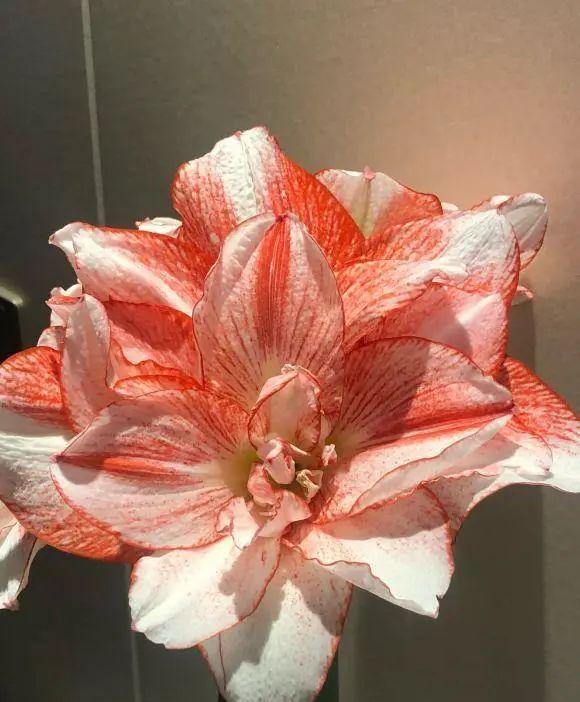 中国　剔紅　堆朱　花文　香合　2点　C　4901 中国 剔紅 堆朱 花文 香合 2点 C 4901 - メルカリ