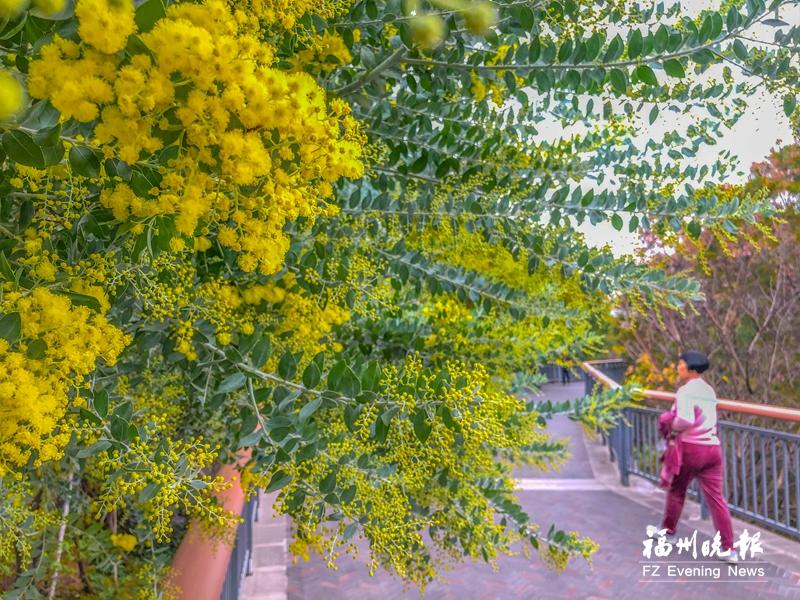 福州市园林中心发布赏花线路 新年伊始开启“探花”之旅