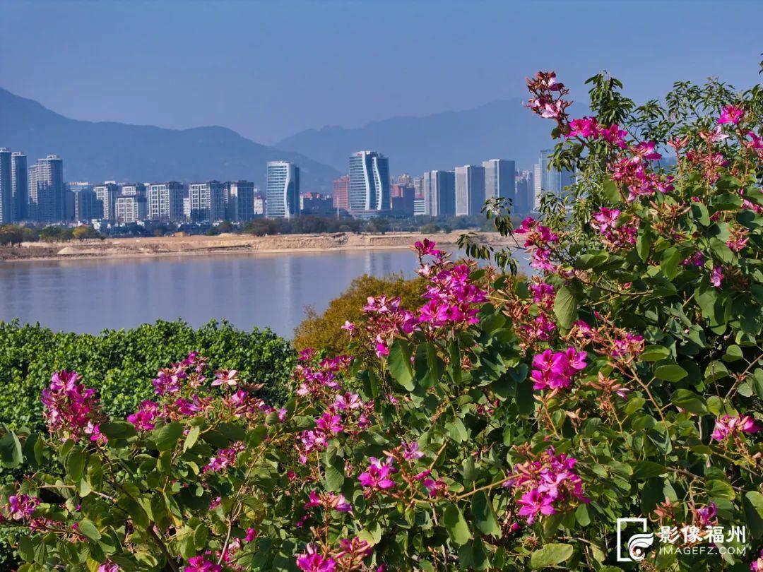 新年，到福州开启赏花之旅！