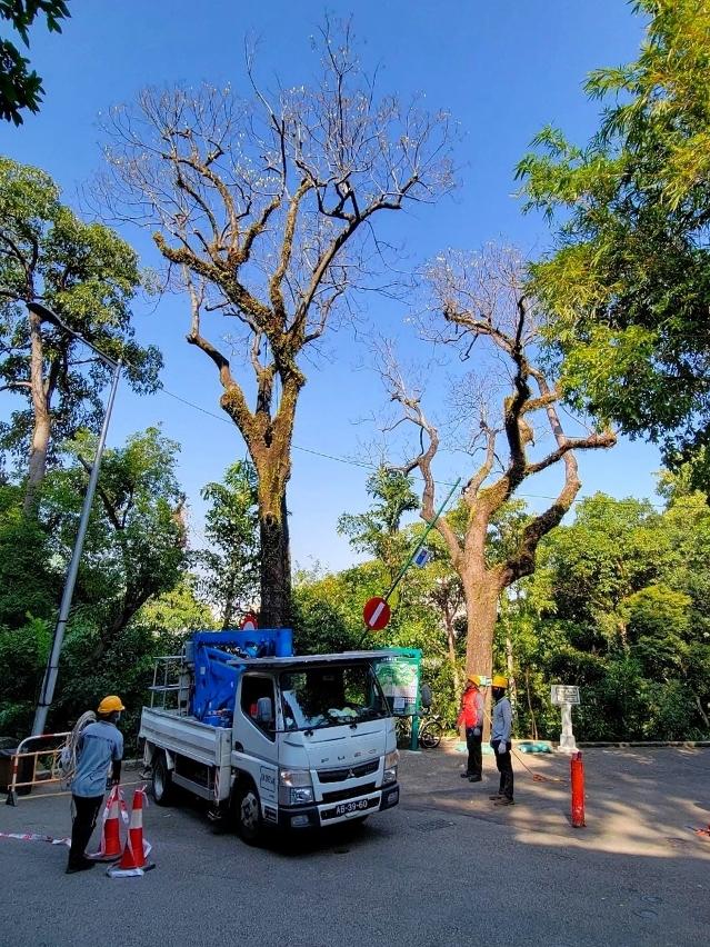 市政署持續護理松山市政公園兩株古樹