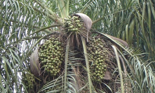 Declaran al “mbokaja” como planta nacional del Paraguay - El Nacional