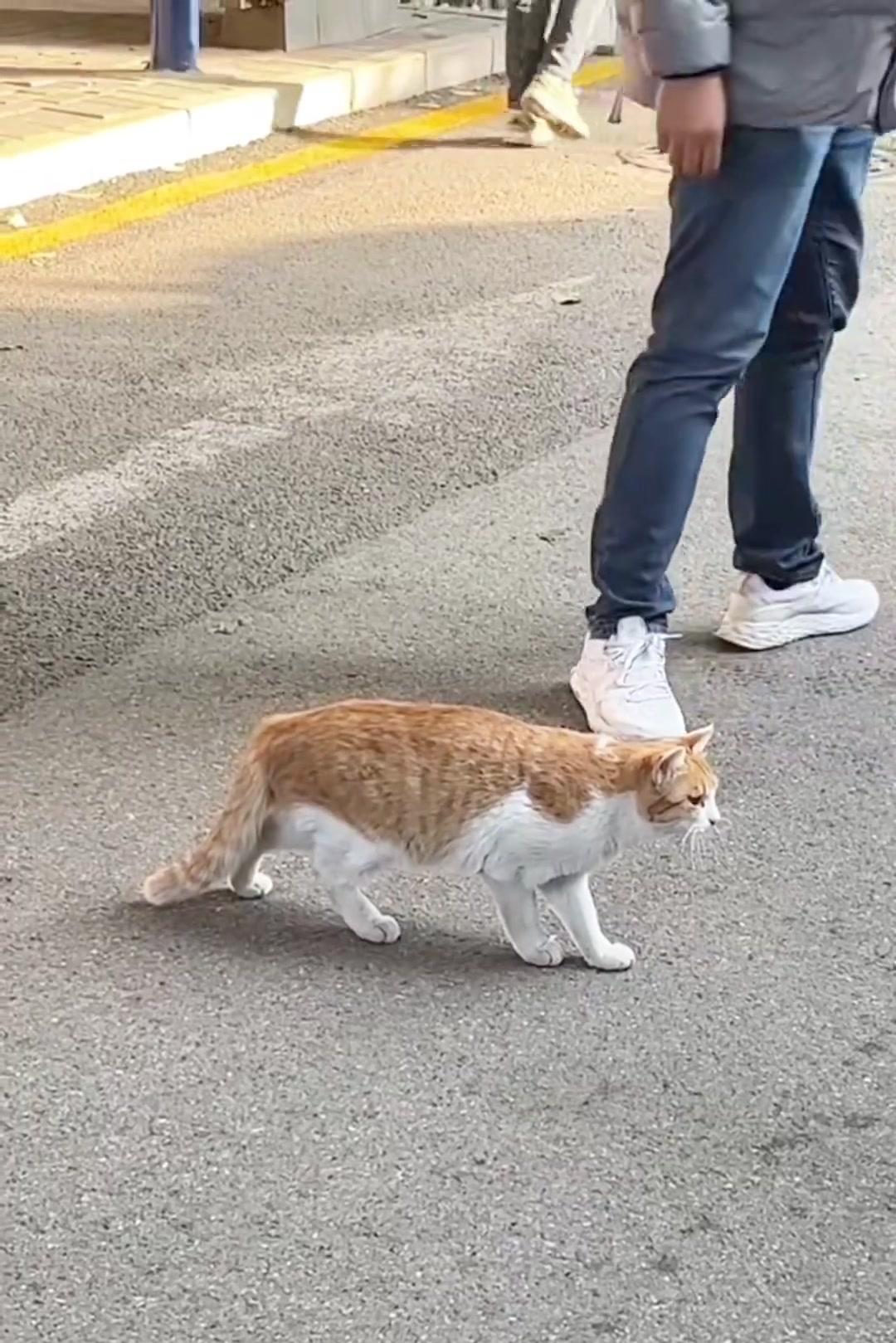 猫咪为什么会突然静止？ 可能是因为正在狩猎，而狩猎的核心就是等待。_贝宁_新闻_华人头条