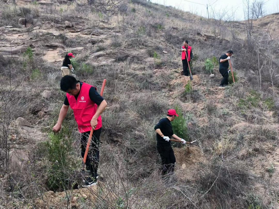 挥锹！扶苗！吴堡县岔上镇干部种下春天第一抹绿