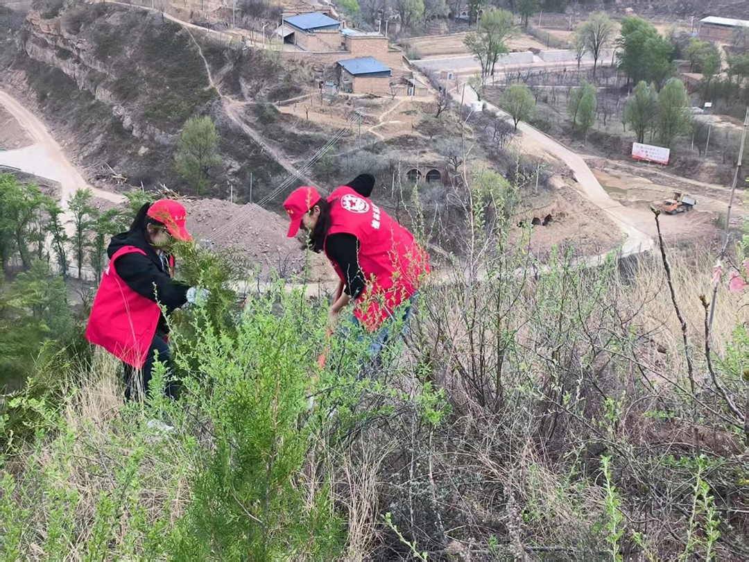 挥锹！扶苗！吴堡县岔上镇干部种下春天第一抹绿