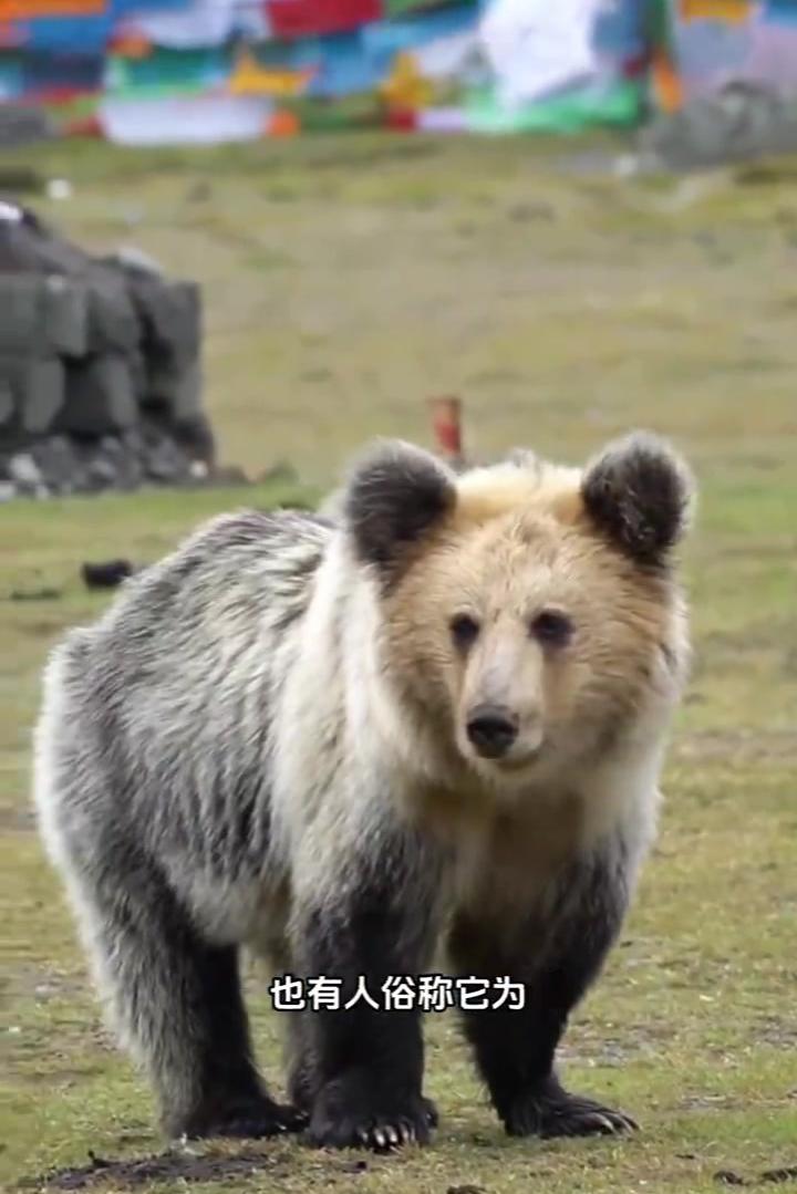 藏马熊，草原上的“神秘行者”但别被它可爱外表迷惑，不小心遇到一定要