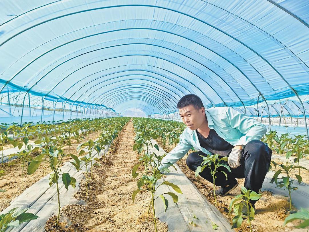 靖边县东坑镇拱棚管护忙