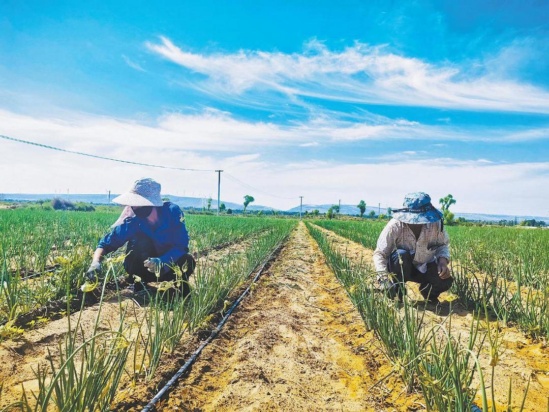 靖边县东坑镇：红葱带来红火日子