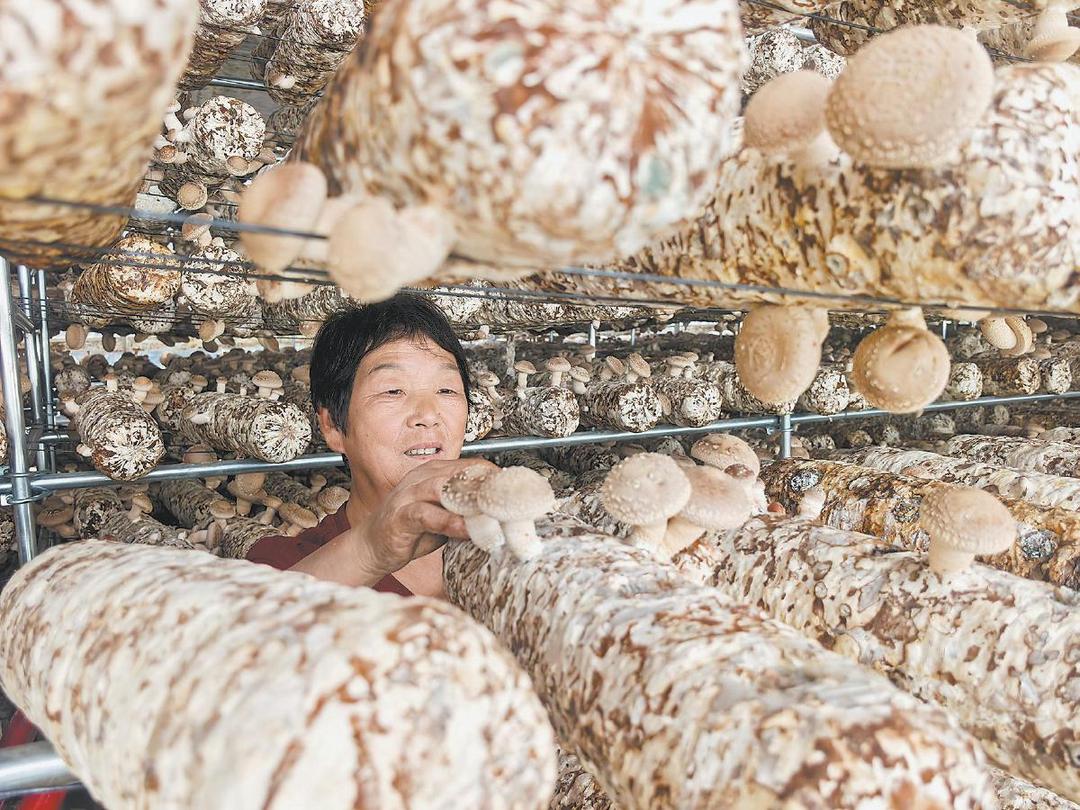 榆阳区马合农场：小菌菇长成大产业