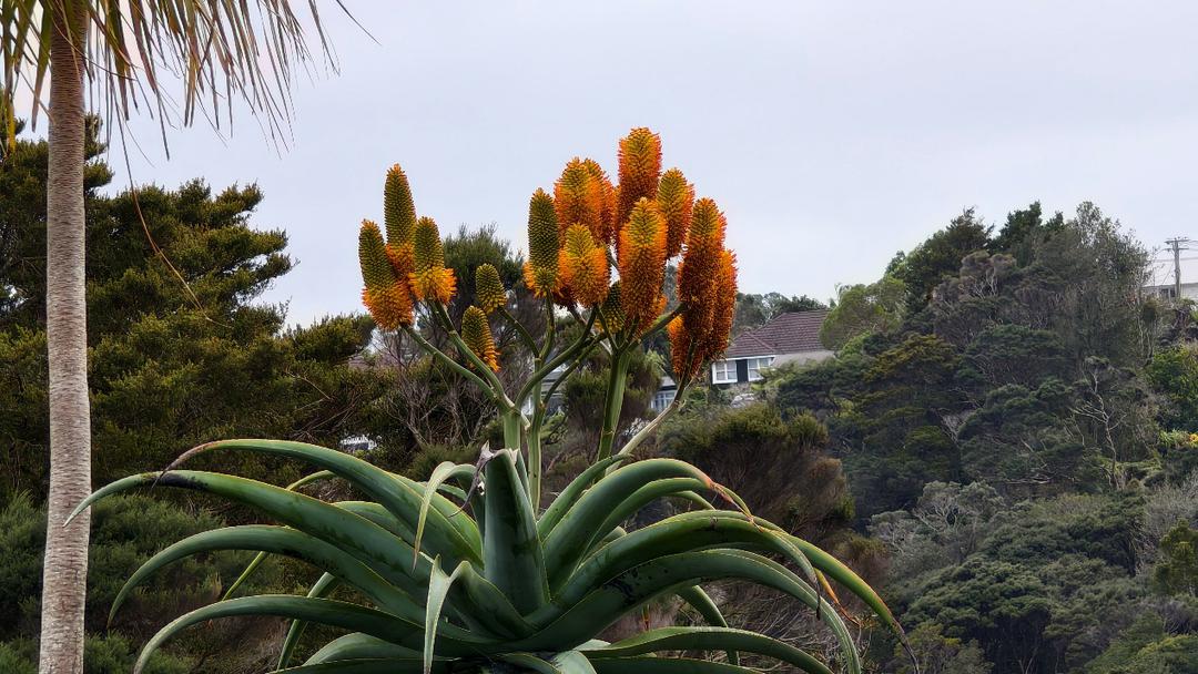 æ ‘ä¸Šæœ‰è®¸å¤šæ¤�ç‰©

AI ç”Ÿæˆ�çš„å†…å®¹å�¯èƒ½ä¸�æ­£ç¡®ã€‚