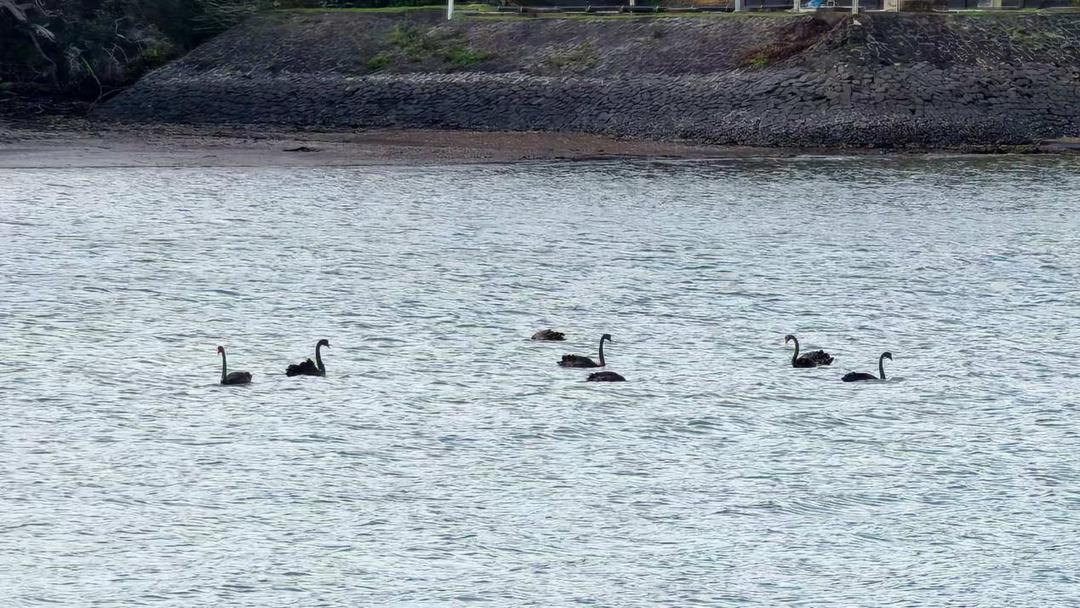 æ°´ä¸Šçš„é¸Ÿ

AI ç”Ÿæˆ�çš„å†…å®¹å�¯èƒ½ä¸�æ­£ç¡®ã€‚