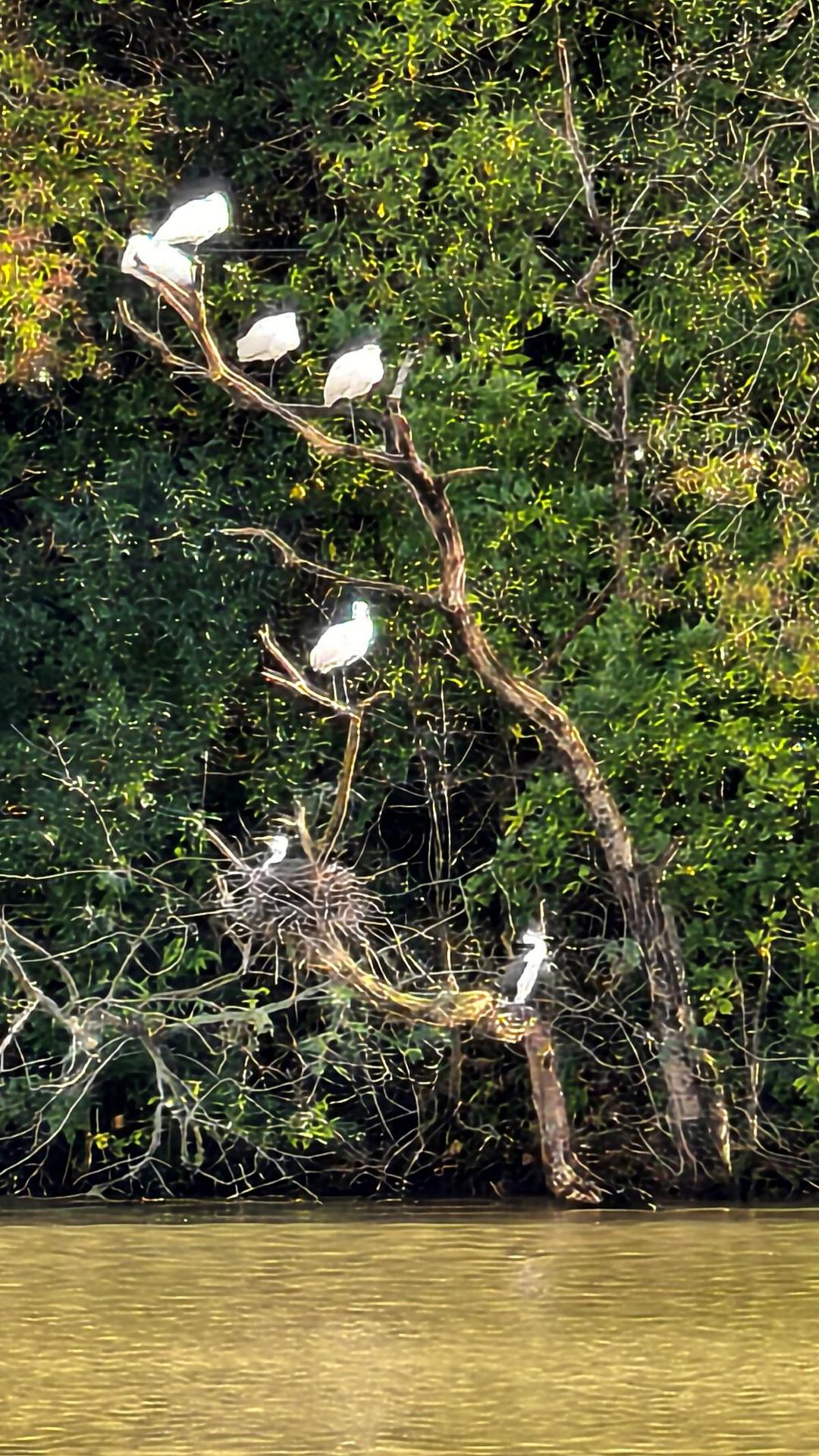 é¸Ÿç«™åœ¨æ²³è¾¹çš„æ ‘æ�—

AI ç”Ÿæˆ�çš„å†…å®¹å�¯èƒ½ä¸�æ­£ç¡®ã€‚
