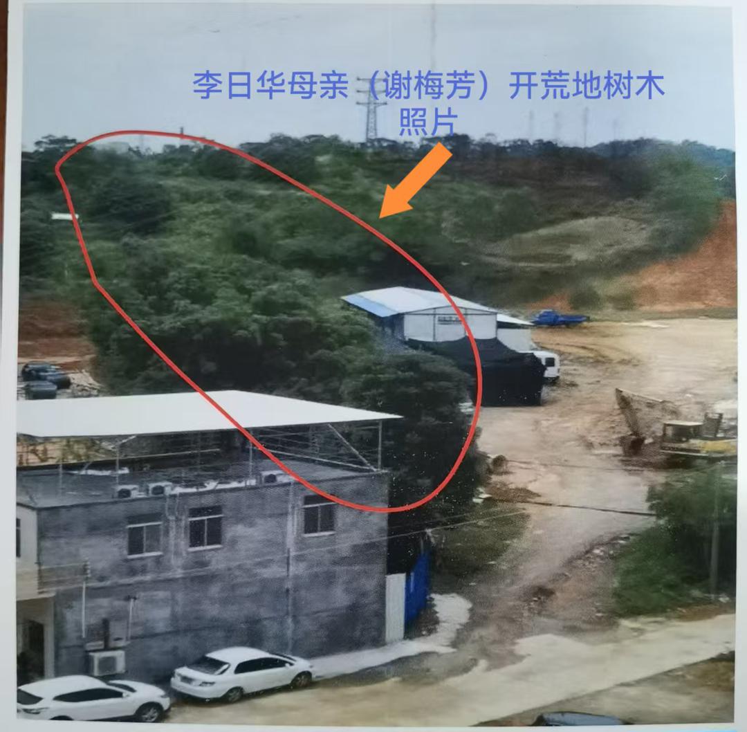 图片[8]-化州“开荒林地权属之争”： 45年果树遭强砍背后土地确权迷局-华闻时空