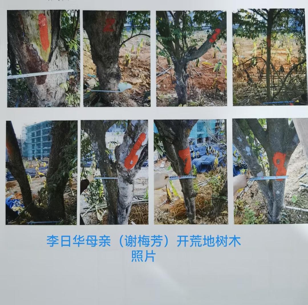 图片[9]-化州“开荒林地权属之争”： 45年果树遭强砍背后土地确权迷局-华闻时空