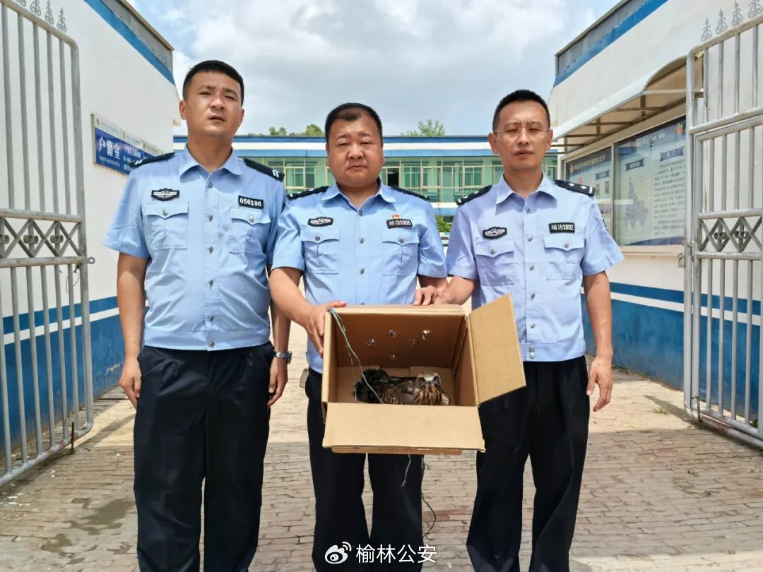 牛棚发现伤鸟?<a href=https://www.shidiannet.com/zt/jingbian/ target=_blank class=infotextkey>靖边</a>警民携手救下二级保护动物红隼(sǔn) 牛棚发现伤鸟?<a href=https://www.shidiannet.com/zt/jingbian/ target=_blank class=infotextkey>靖边</a>警民携手救下二级保护动物红隼(sǔn)