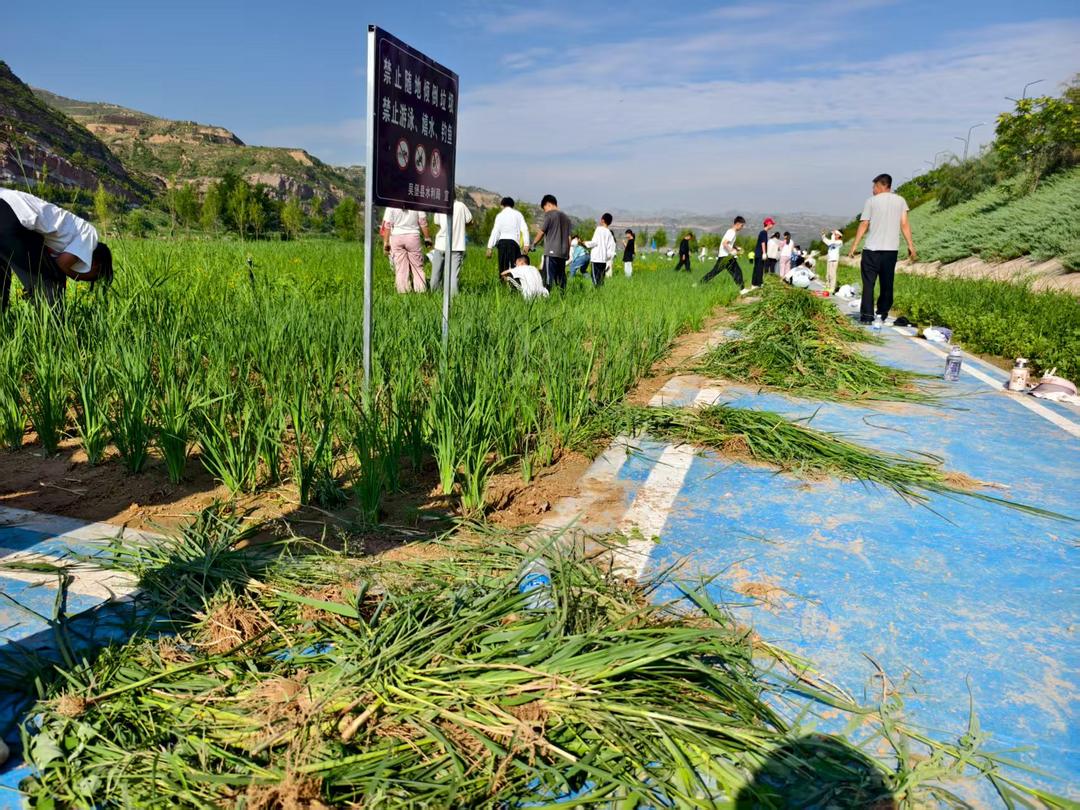 吴堡县​百名学生开展黄河拔草实践 小小卫士守护黄河生态