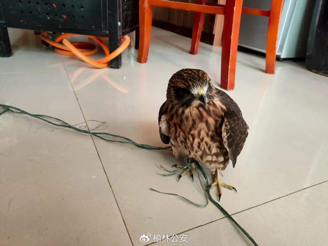 牛棚发现伤鸟？靖边警民携手救下二级保护动物红隼（sǔn）