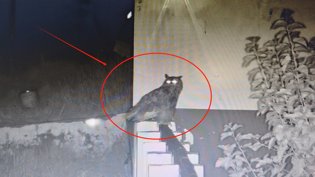 宠物“婆罗门”幼崽鸡离奇失踪，凶手竟是“它”！