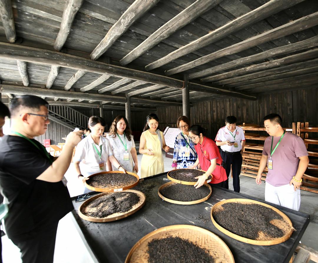 图片[4]-追梦中华华媒湖南行探访安化黑茶文化 千年茶香飘向世界-华闻时空