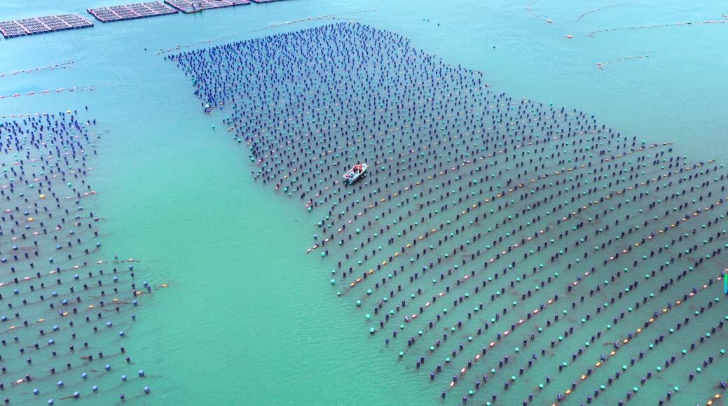 船行在福建连江黄岐湾生态浮球替换海域