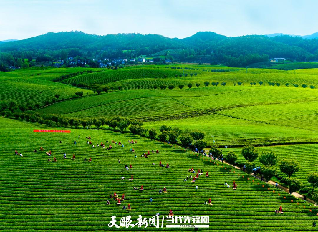 17551970187898.jpg 17551711882276.jpg