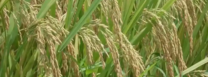 ct为什么需要预热机器华哥读报 ｜ 重磅！金正恩跪迎库尔斯克阵亡官兵；青海大桥垮塌12死4失联 ｜ 2025年8月24日.周日.农历七月初二_https://www.jmylbn.com_新闻资讯_第4张