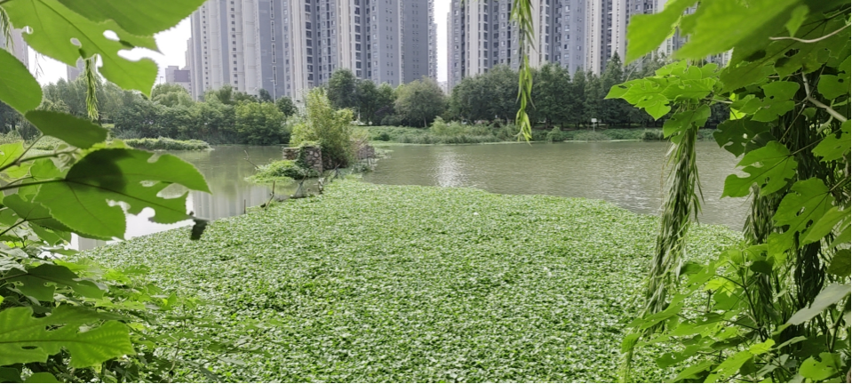 蚌埠恒心環保志愿者巡護迎河,守護碧水清流 蚌埠恒心環保志愿者巡護迎河,守護碧水清流