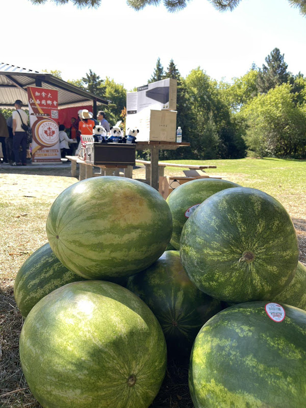 A pile of watermelons in a parkAI-generated content may be incorrect.