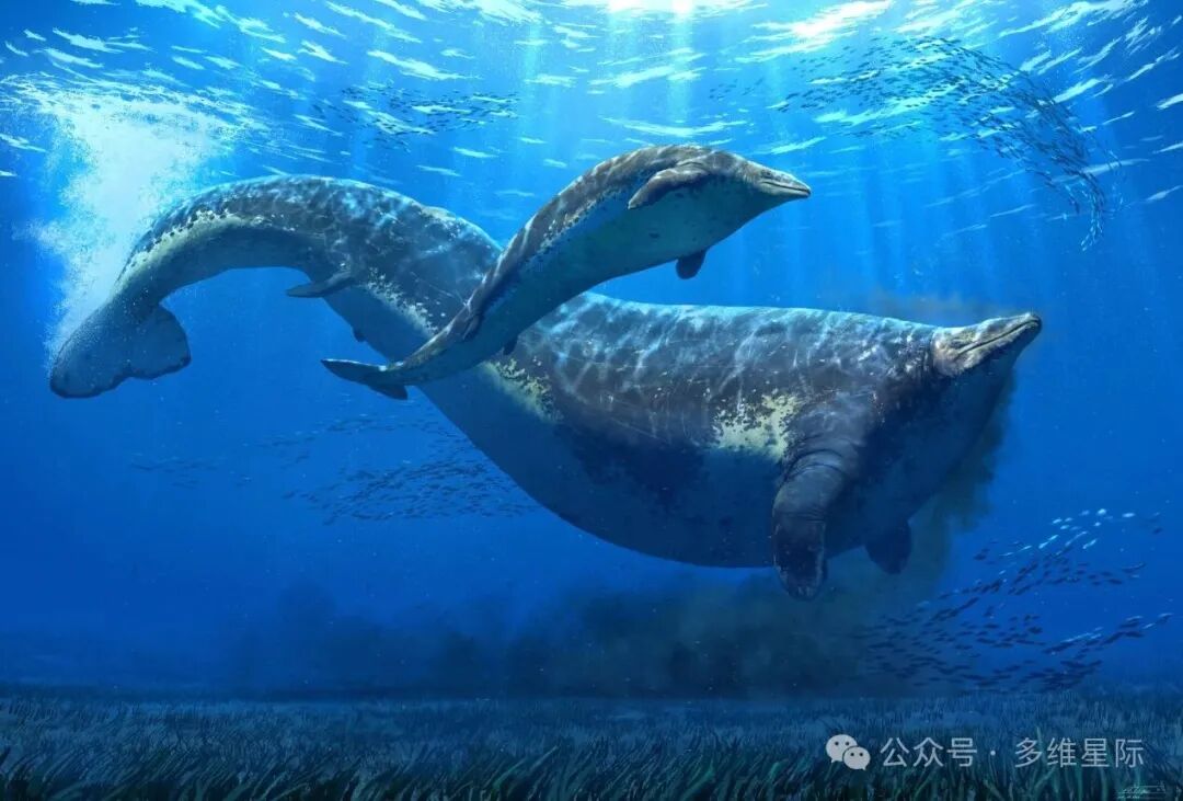 秘鲁鲸：地球史上最庞大的动物_Россия_新闻_华人头条