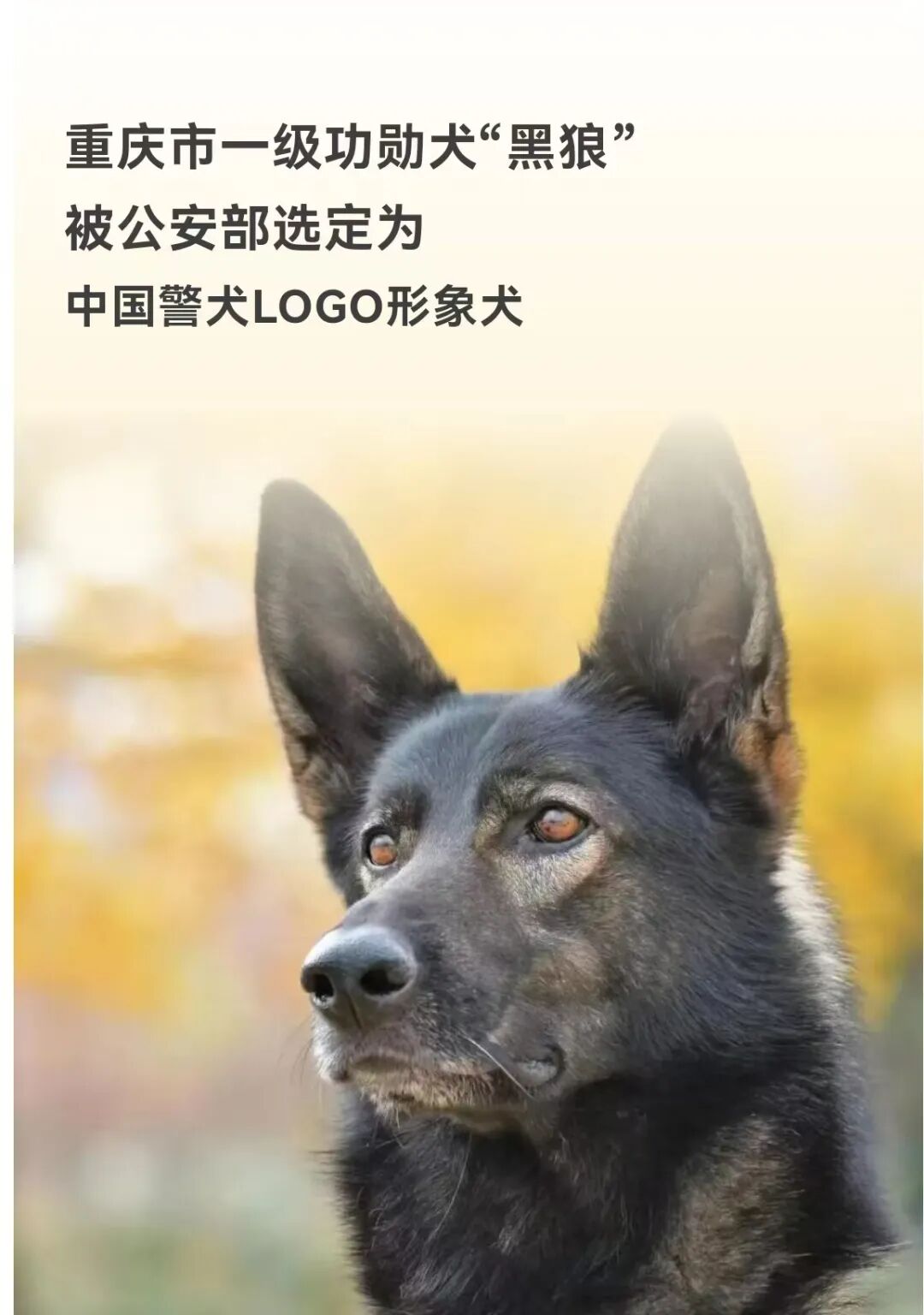 中国警犬LOGO形象犬原来是它_卡罗莱纳_新闻_华人头条, image size:1080x1536