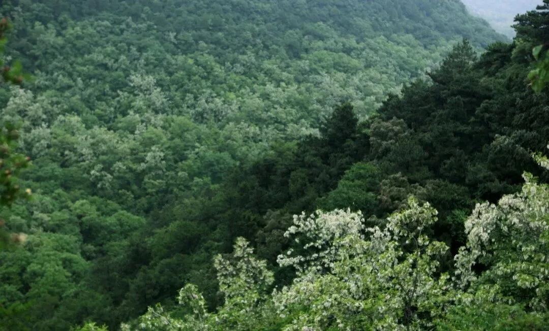 国槐酒海：风味容器如何成就白水杜康“老清香”?