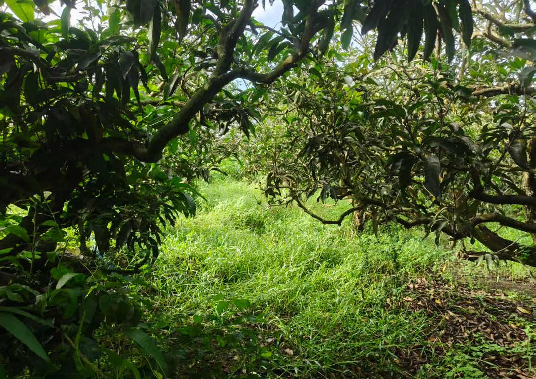 图片[10]-来函选登：关于覃斗镇铺前村村民委员会违规处置村集体土地举报信-华闻时空