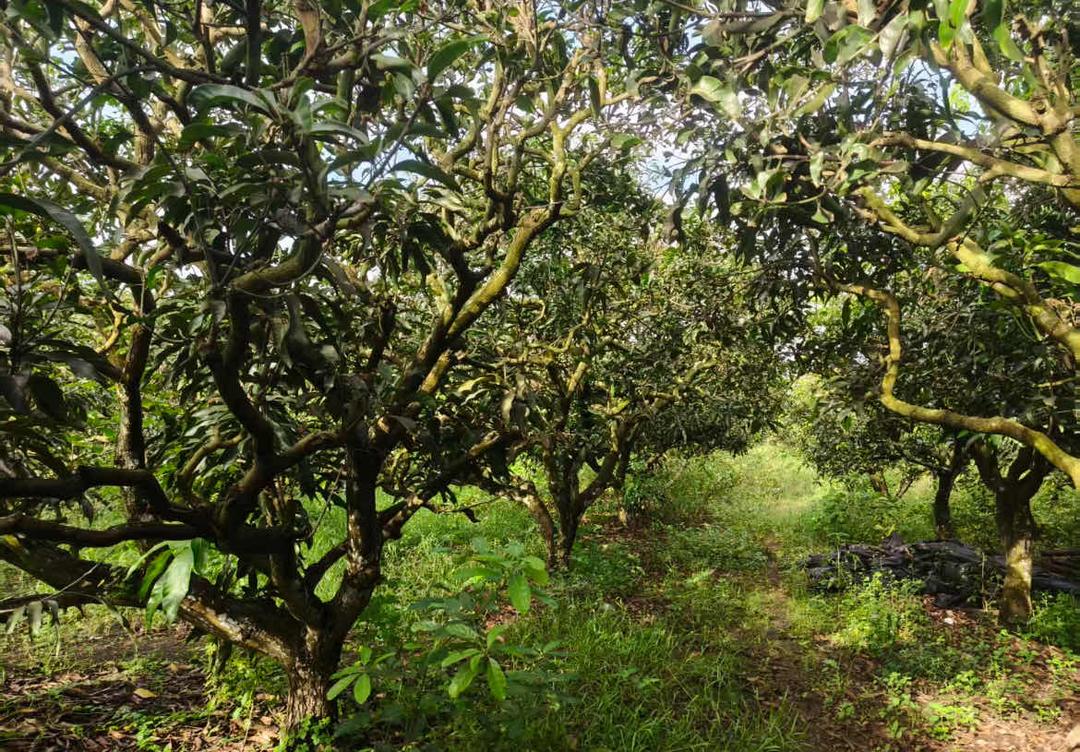 图片[11]-来函选登：关于覃斗镇铺前村村民委员会违规处置村集体土地举报信-华闻时空