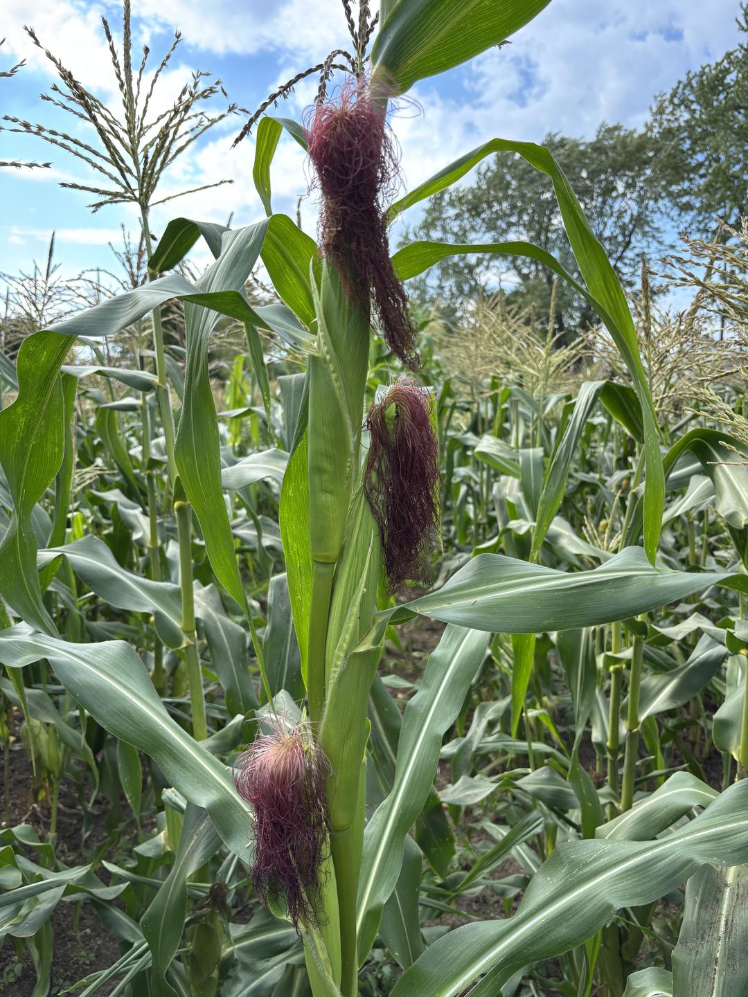 务农一年：从田野到心田的思索_瑞士_新闻_华人头条