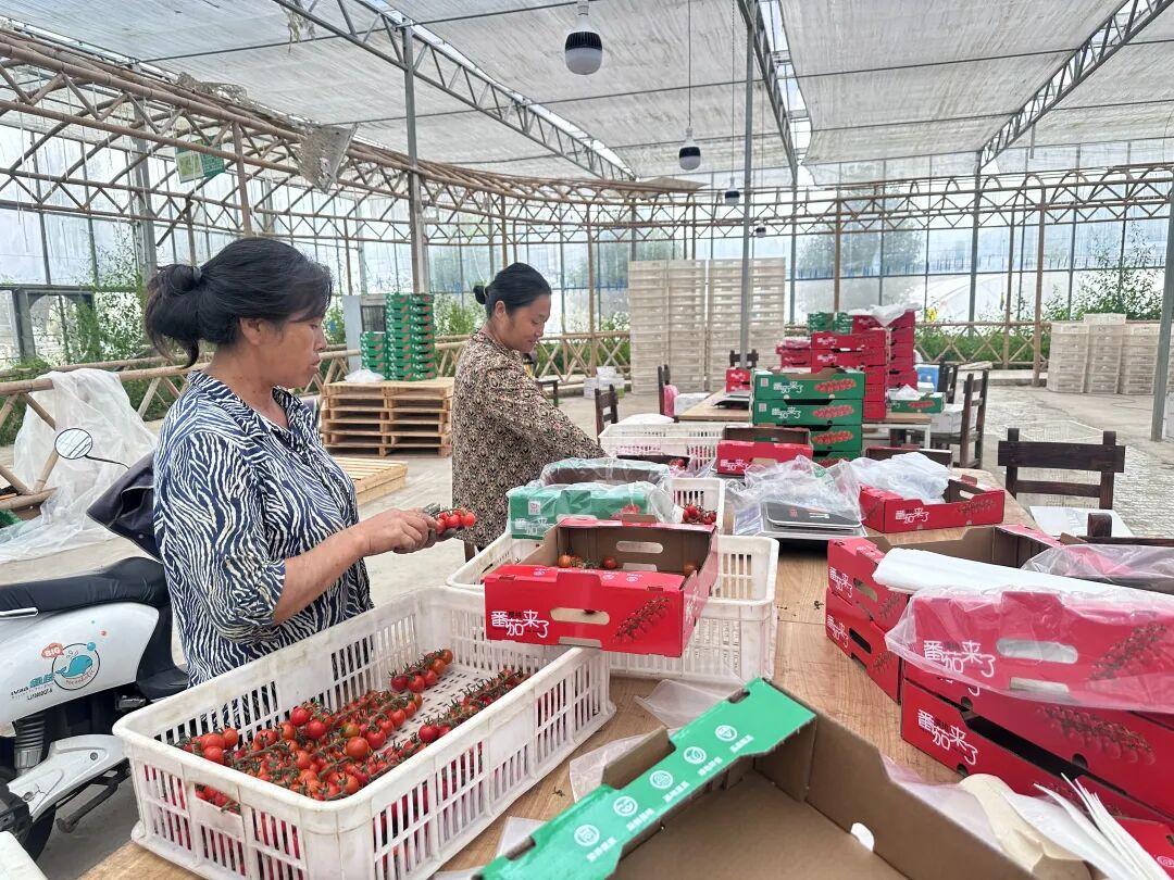 贵阳‘福特斯’小番茄“走俏”大湾区:订单排至10月底-华闻时空