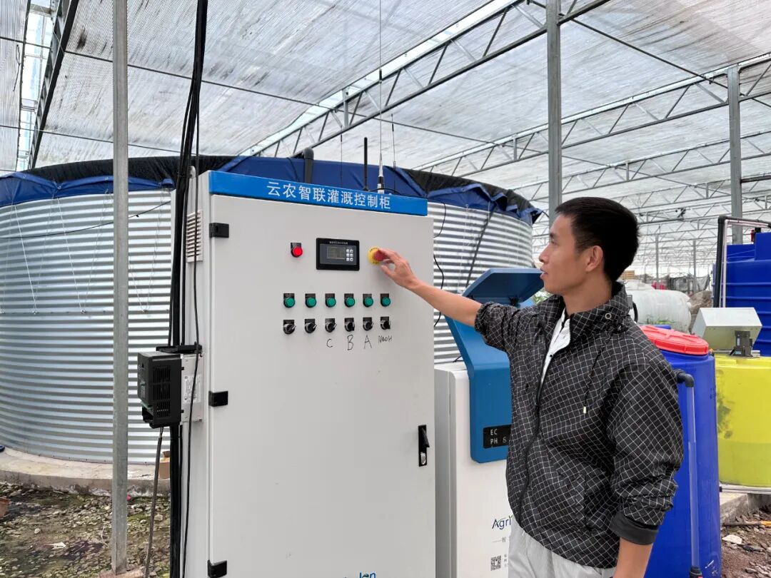 图片[2]-贵阳‘福特斯’小番茄“走俏”大湾区：订单排至10月底-华闻时空